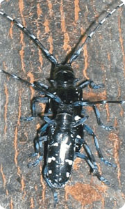 Asian Longhorned Beetle