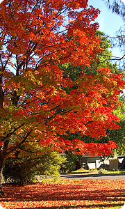  Tree Care and Landscaping