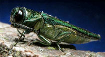 Emerald Ash Borer