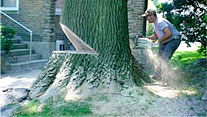 Tree Care and Removal