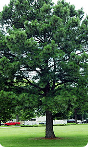 Tree Feeding/Fertilization