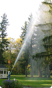 Tree Spraying
